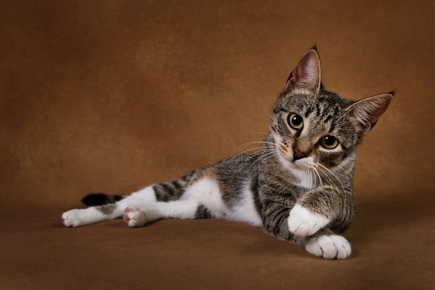 Retrato de un lindo gatito rayado gris y blanco