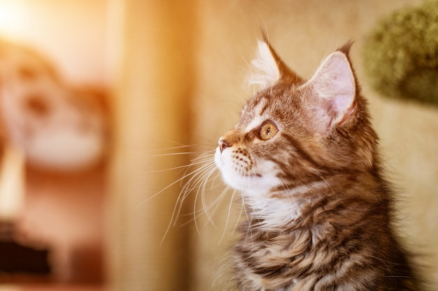 Retrato de un lindo gatito de la raza Maine Coon.