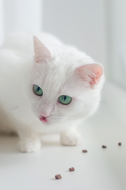 Retrato de lindo gato de angora turco