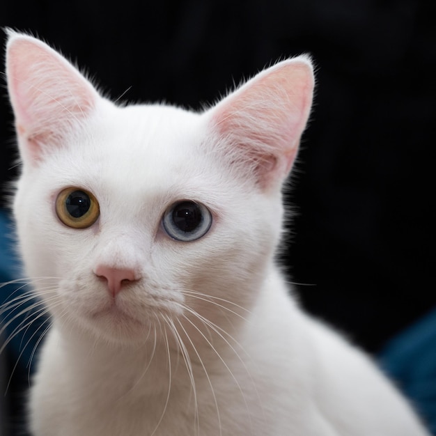 Retrato de un lindo gato blanco con heterocromía iridis