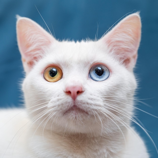 Retrato de un lindo gato blanco con heterocromía iridis