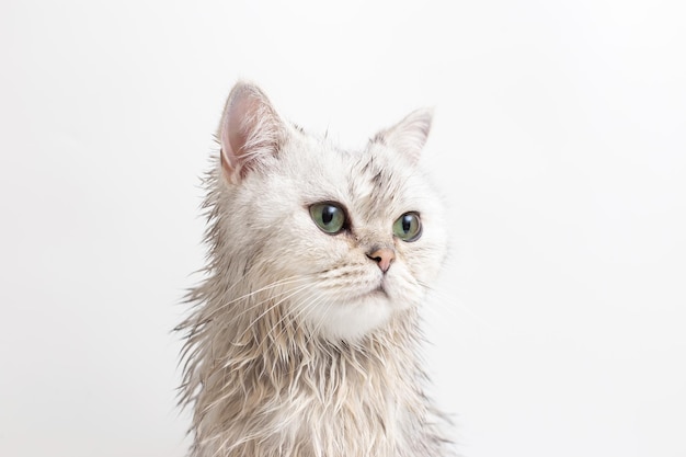 Retrato de lindo gato blanco mojado después de bañarse sobre fondo blanco.
