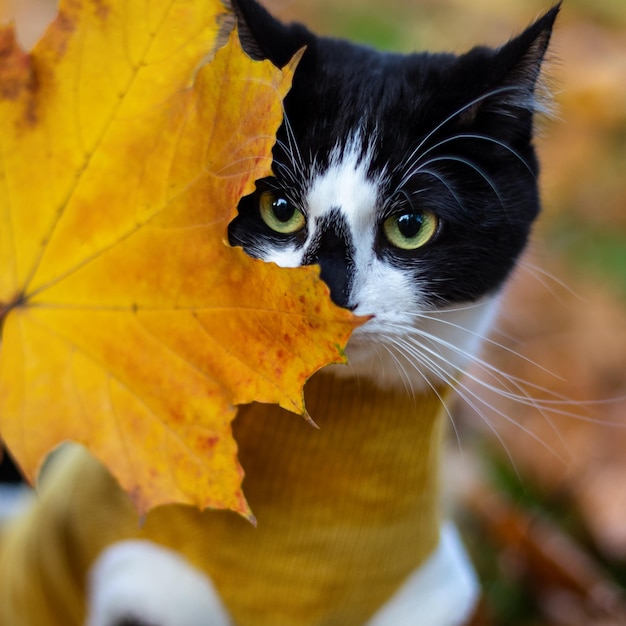 Retrato de un lindo gato blanco y negro con una hoja de arce amarilla