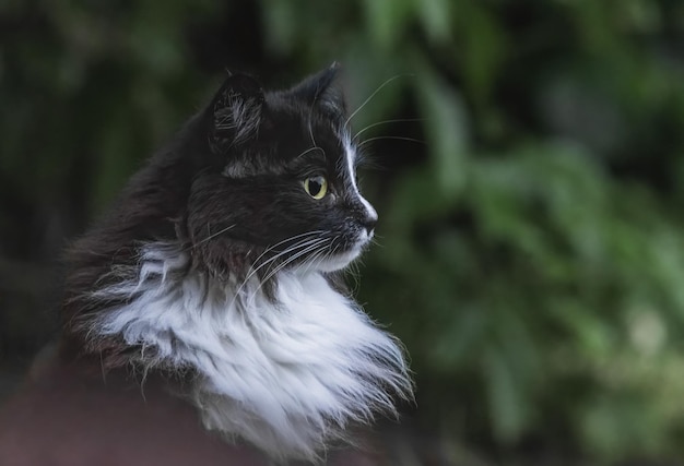 retrato de un lindo gato blanco y negro mirando a lo lejos con ojos grandes