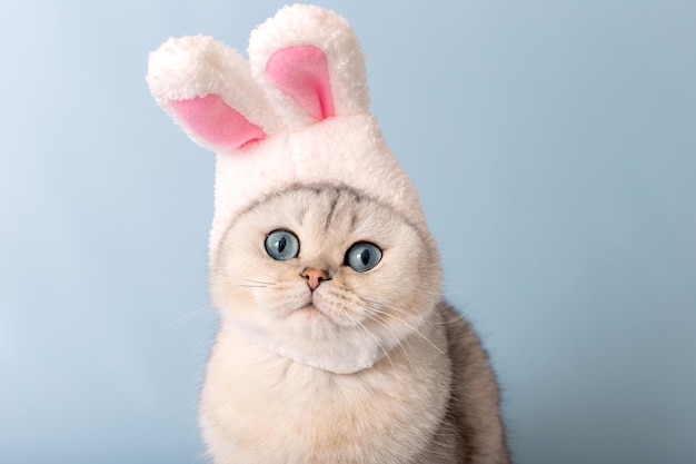 Retrato de un lindo gato blanco con un sombrero y orejas de conejo sobre un fondo azul