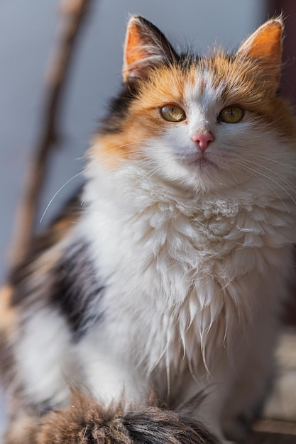 Retrato de un lindo gato calico peludo sentado bajo la luz del sol mirando a la cámara