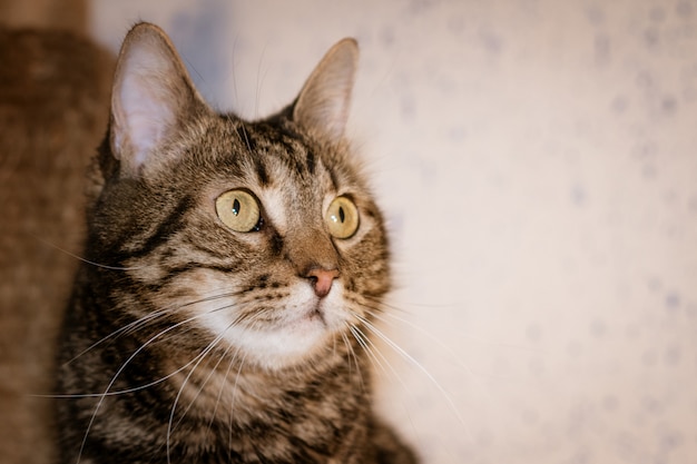 Retrato de un lindo gato doméstico esponjoso