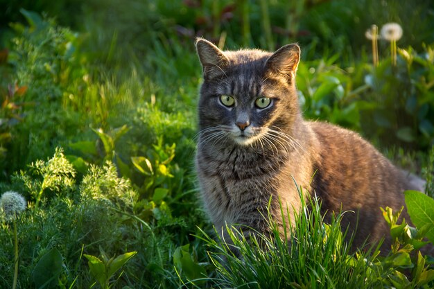 Retrato de lindo gato doméstico en el jardín