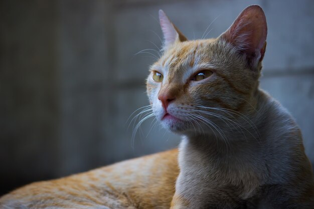 Retrato de lindo gato doméstico con ojos verdes y bigotes