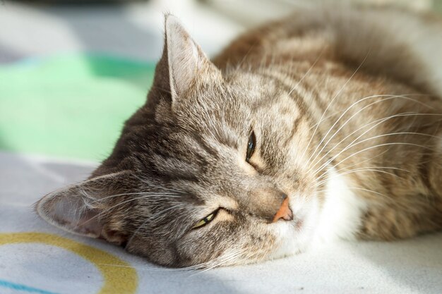 Retrato de lindo gato durmiendo en la luz del sol sobre una manta