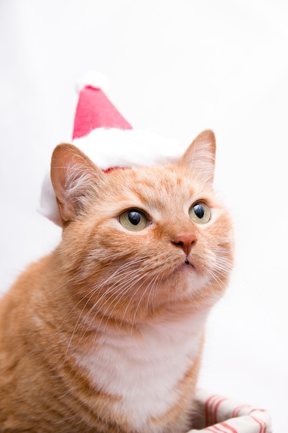 Retrato de un lindo gato gordo de jengibre en un sombrero de santa claus sobre un fondo blanco, gato rojo