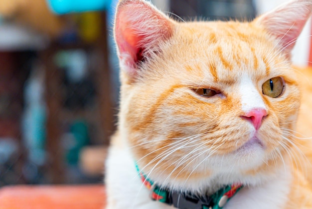 Retrato de lindo gato jengibre rojo