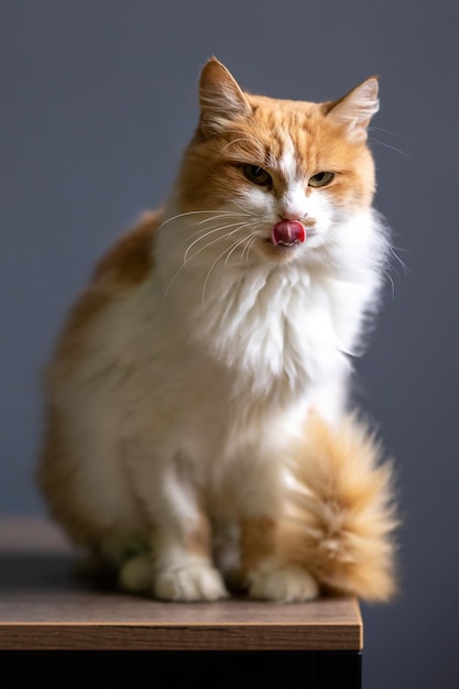 Retrato de un lindo gato jengibre sobre un fondo gris