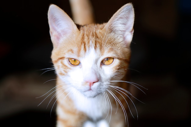 Retrato de un lindo gato jengibre