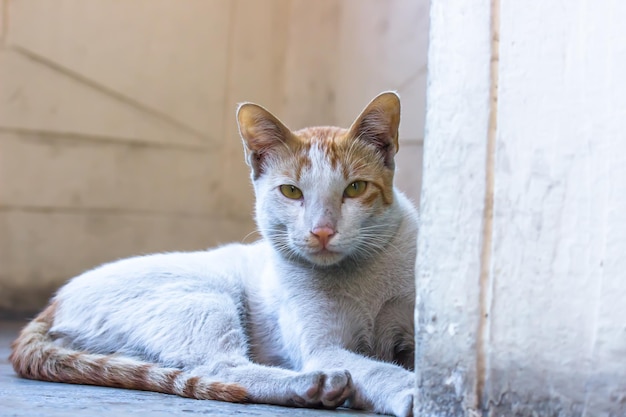 Retrato de lindo gato con ojos amarillos y bigotes mirando a la cámara