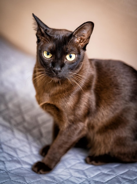 Retrato de lindo gato oscuro Gracioso hermoso gatito bonito con ojos grandes