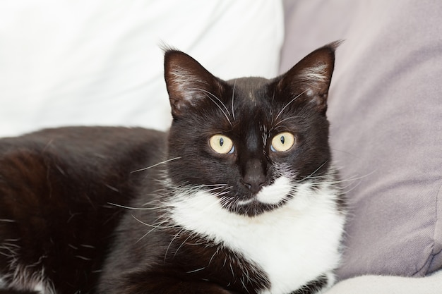 Retrato de un lindo gato de pelo largo blanco y negro con ojos amarillos