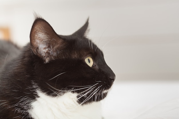 Retrato de un lindo gato de pelo largo blanco y negro con ojos amarillos