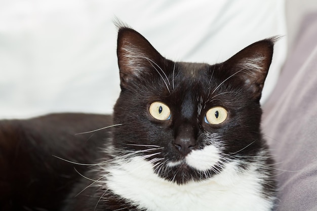 Retrato de un lindo gato de pelo largo blanco y negro con ojos amarillos