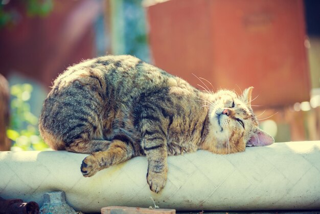Retrato del lindo gato perezoso acostado al aire libre Gato disfrutando del verano