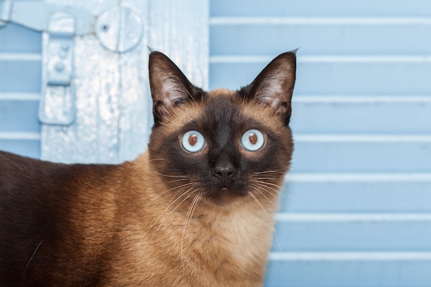 Retrato de un lindo gato de raza siamés con hermosos ojos azules.