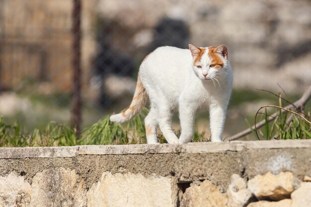 Retrato de un lindo gato rojo y blanco caminando por la calle