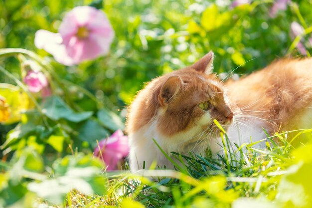 Retrato de un lindo gato rojo y blanco en un jardín con flores de malva en flor