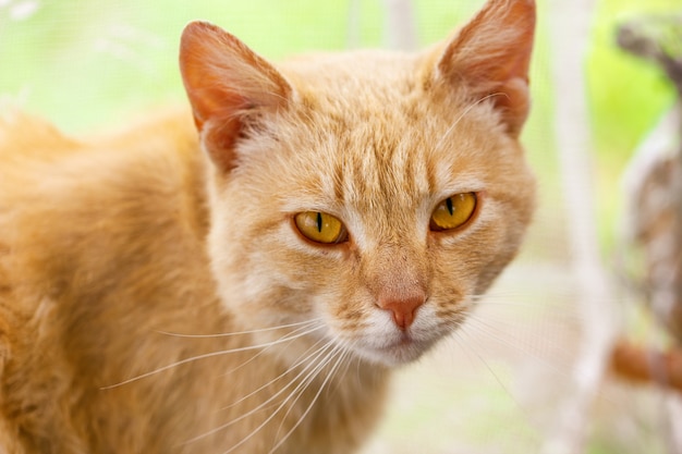 Retrato de un lindo gato rojo en la naturaleza