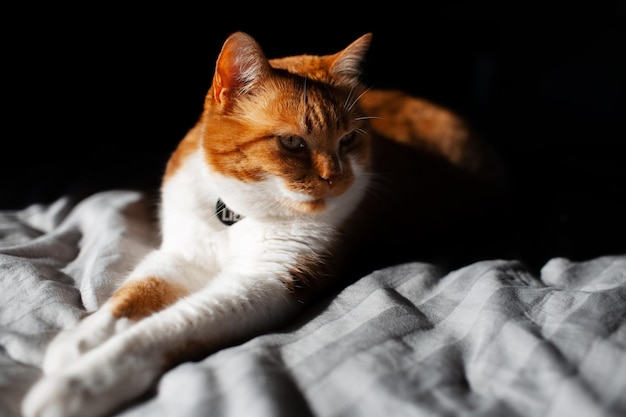 Retrato de lindo gato rojoblanco acostado en la cama sobre fondo negro Iluminación del sol