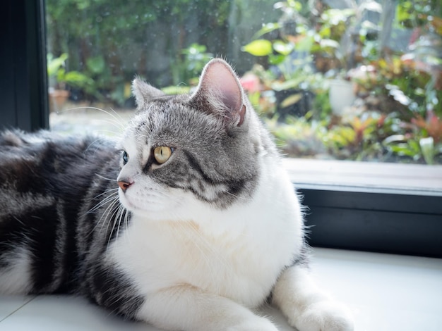 Retrato lindo gato sentarse en la sala de estar mirando el jardín afuera a través de la ventana en la mañana