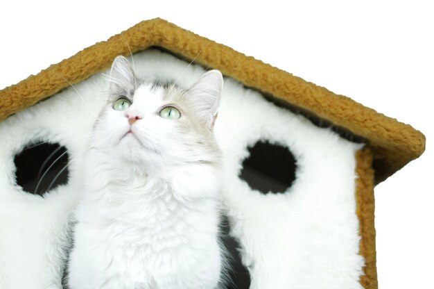 Retrato de lindo gato siberiano con ojos verdes en la casa del gato. Pura raza suave y esponjosa de orejas rectas