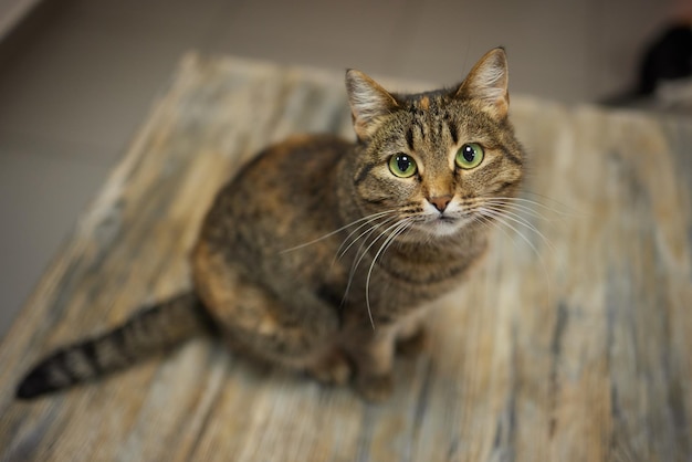 Retrato de un lindo gato siberiano con ojos verdes junto a la ventana Gatito de pelo largo de pura raza suave y esponjoso Espacio de copia Fondo de cerca Concepto de mascota doméstica adorable