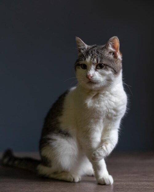 Retrato de un lindo gato sobre un fondo gris