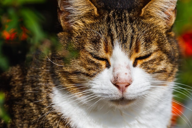 Retrato de un lindo gato tricolor en la calle