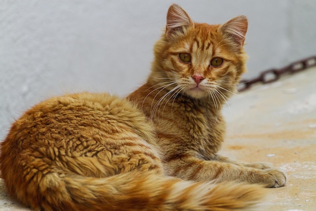 Retrato de un lindo gato tricolor en la calle