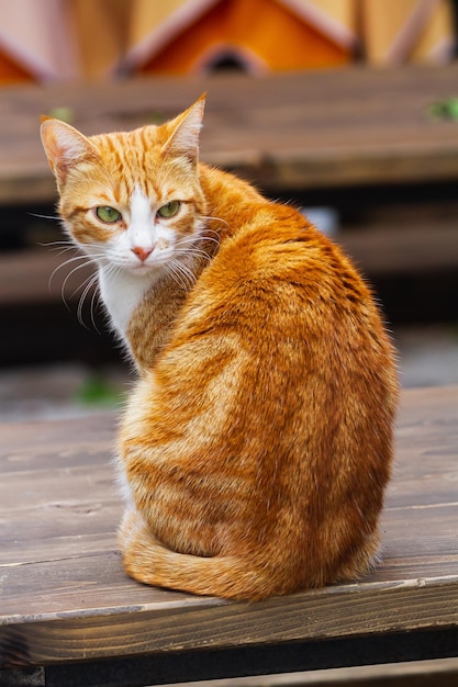 Retrato de un lindo gato tricolor en la calle