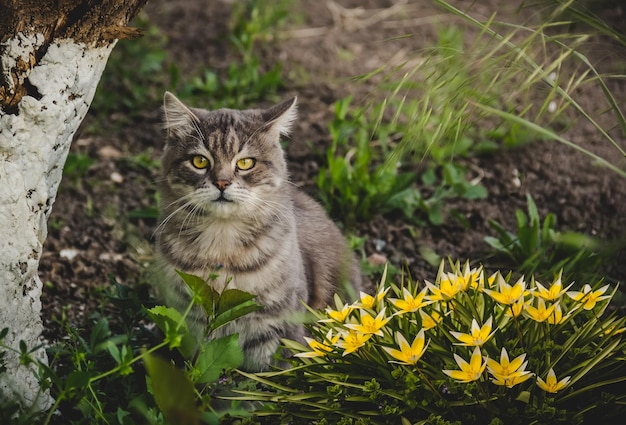 Retrato de un lindo gato con tulipanes en el jardín