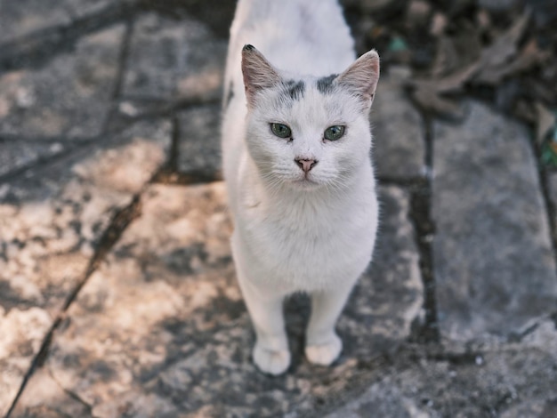 Retrato de un lindo gato