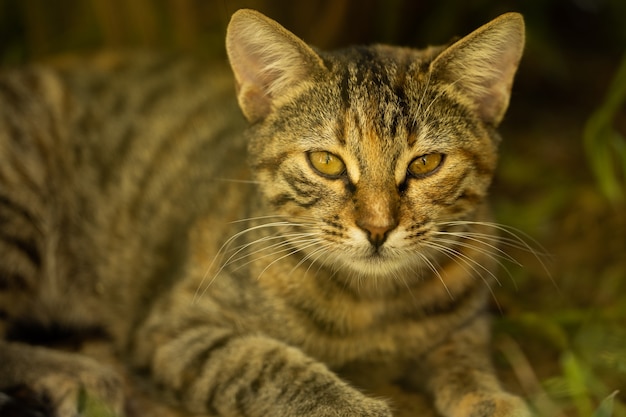 Retrato de un lindo gato