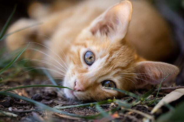 Retrato de un lindo gato