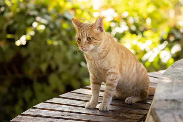 Retrato de un lindo gato