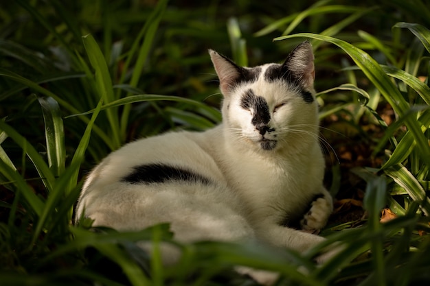 Retrato de un lindo gato