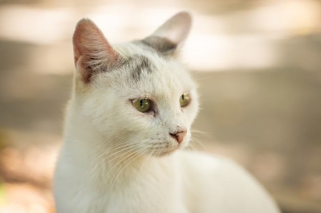 Retrato de un lindo gato