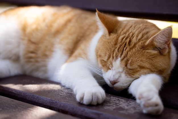 Retrato de un lindo gato