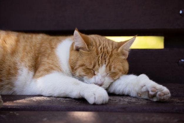 Retrato de un lindo gato