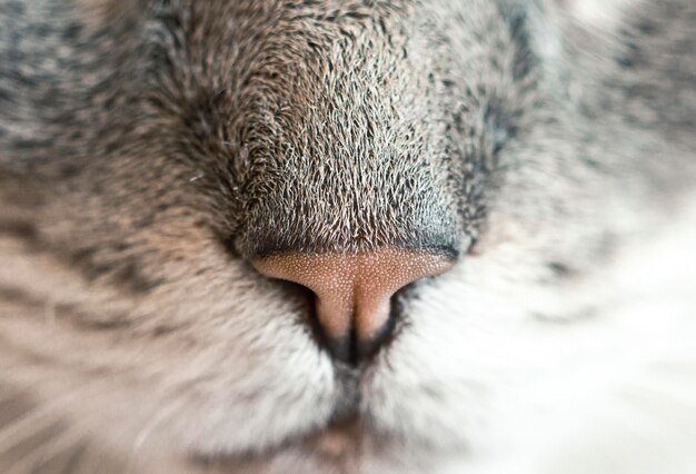 Foto retrato de un lindo gato