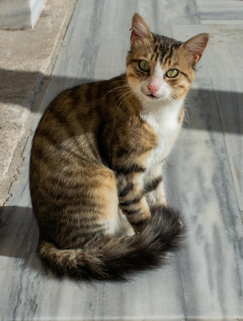 Retrato de lindo hermoso gatito como animal doméstico