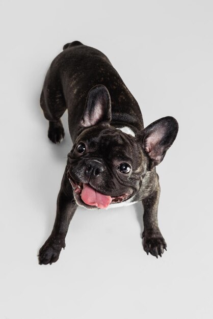 Retrato de lindo hermoso juguetón bulldog francés posando alegremente aislado sobre fondo blanco.