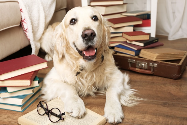 Retrato de lindo Labrador con pila de libros en la habitación