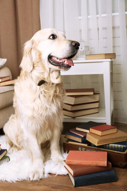 Retrato de lindo Labrador con pila de libros en la habitación